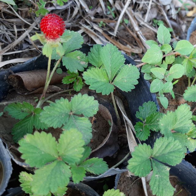 恆春火金姑樂園 線上商店 蝦皮購物