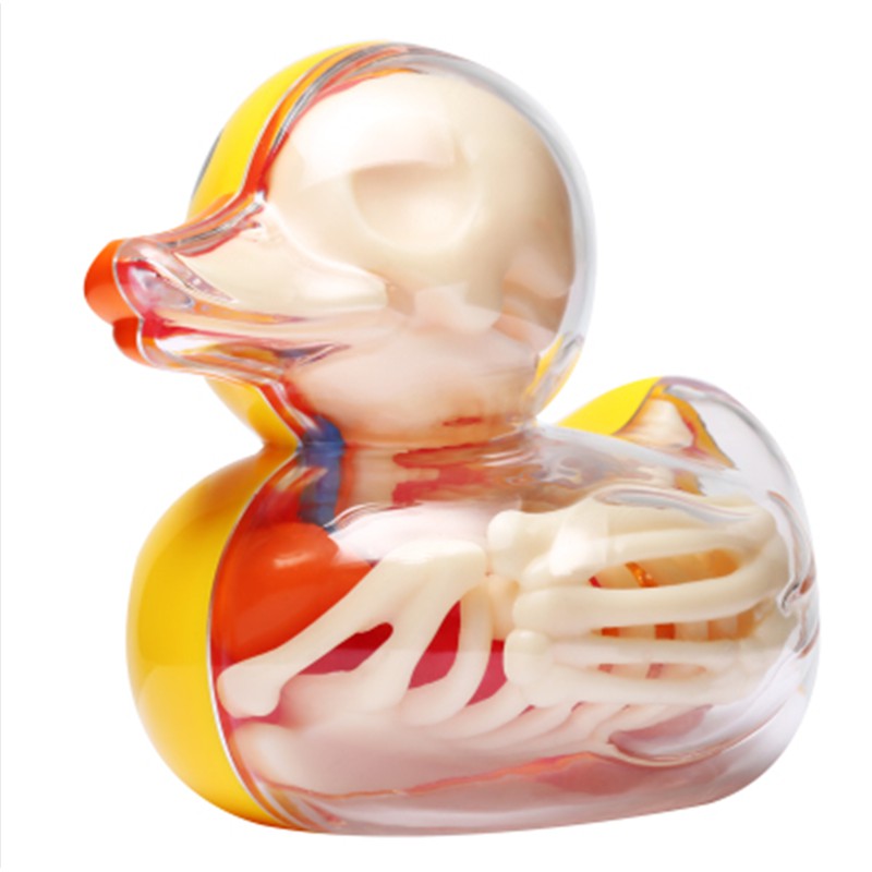 4D Master藝術家 Jason Freeny益智拼裝玩具小黃鴨透視骨骼解剖模型