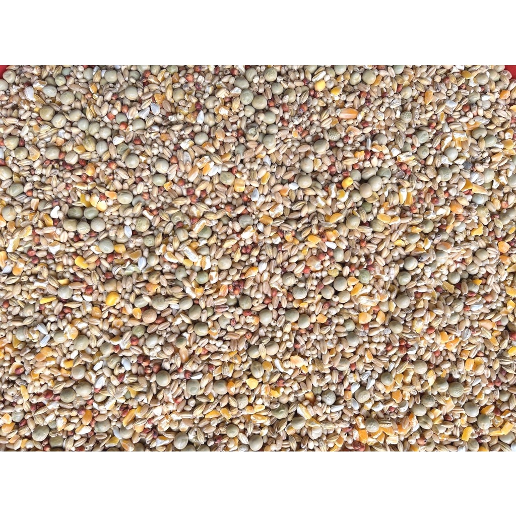 優旺寵物 綜合穀料 鴿子飼料 綜合穀物 (台斤計價)適用於賽鴿 中大型鸚鵡 鼠類 兔子 斑鳩 綜合鴿子飼料 鴿料