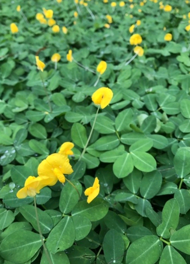 蔓花生枝條15公分 2元直接扦插買100支送10支草生栽培綠肥地被植物天然有機肥抑草詳細請看商品說明 蝦皮購物