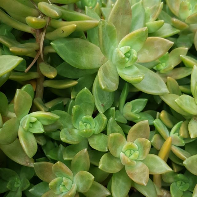 小幸運 石蓮花多肉植物1朵不含盆土 蝦皮購物