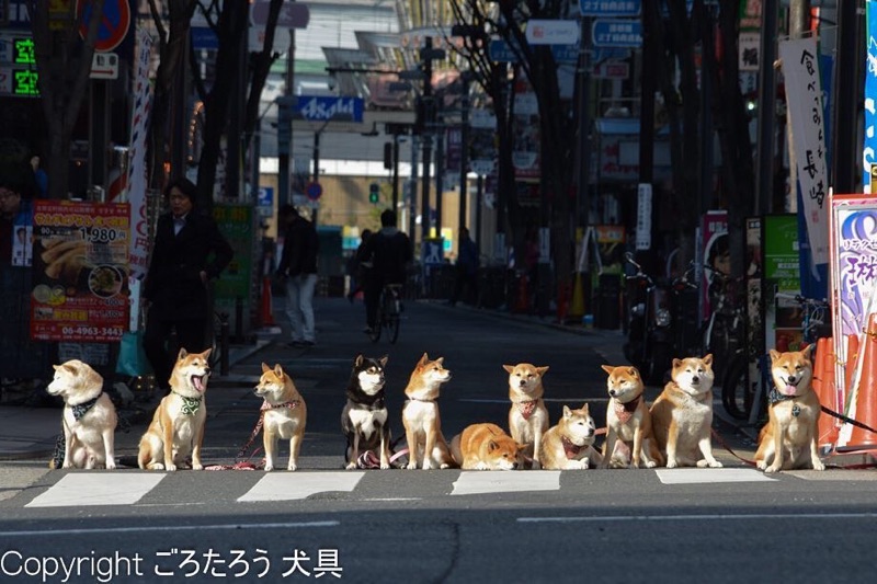 唐草頸圈項圈首輪和風唐草和柄柴犬ごろたろう犬具 蝦皮購物