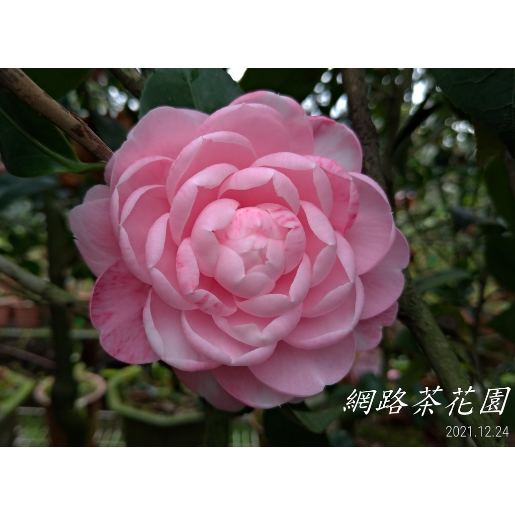 網路茶花園~首賣本園籽生新品種~粉彩珍珠斑~5吋盆原棵漂亮的茶花~花已開完
