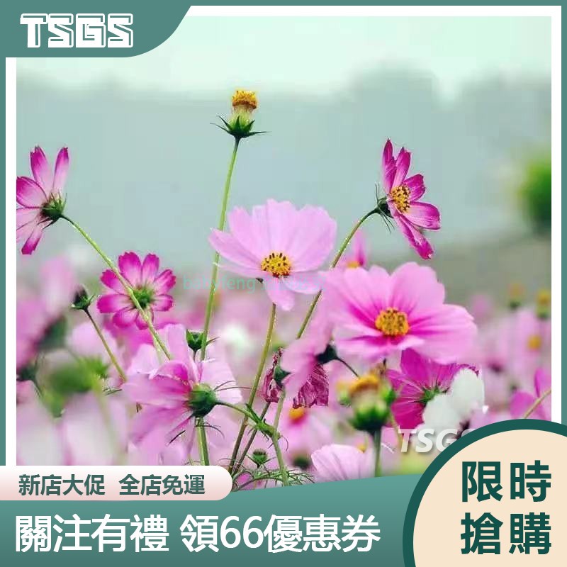 【TSGS】波斯菊種子 格桑花種子四季開花野花組合花種子 波斯菊花種子