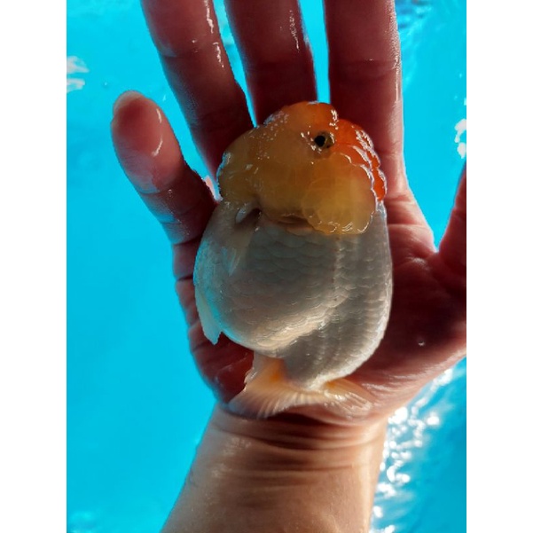 金魚 優惠推薦 21年11月 蝦皮購物台灣