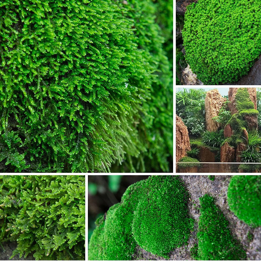 鮮活苔蘚微景觀盆景盆栽鋪面青苔植物白發蘚假山草水陸缸造景材料西西生活館 蝦皮購物