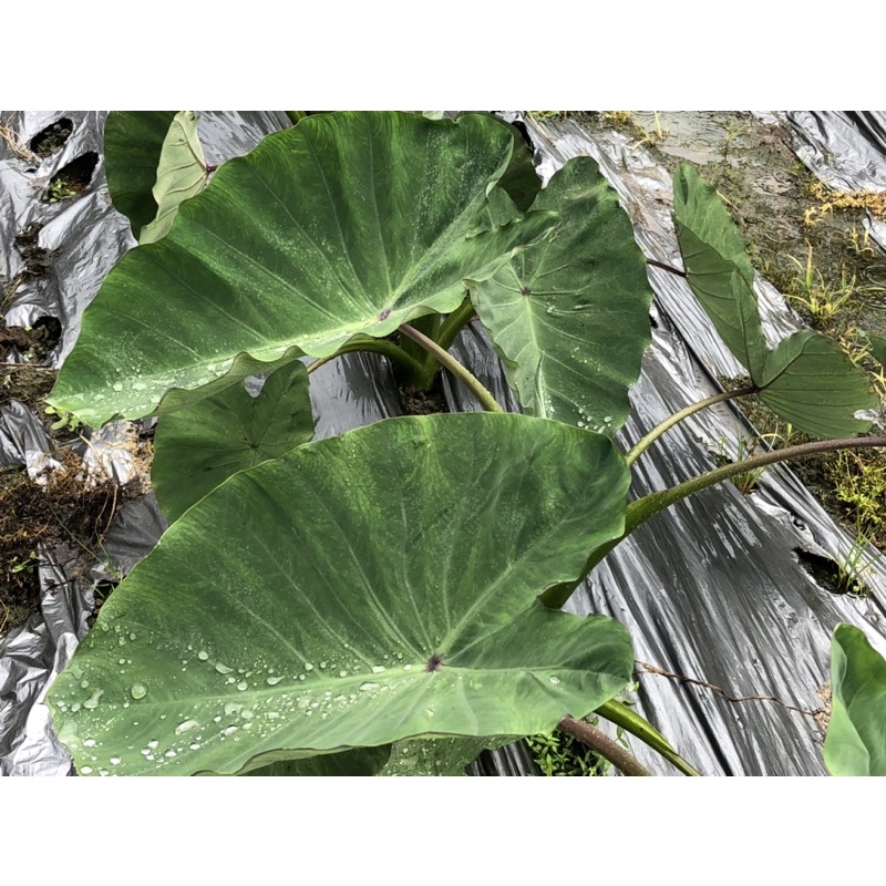 鳳凰花園～檳榔心芋頭小苗