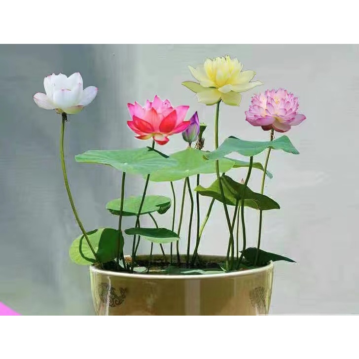 熱銷春夏秋天可種開花率高荷花蓮花碗蓮50種荷花 蓮花種子四季播種水生植物睡蓮花盆水耕植物荷花種子水培盆栽