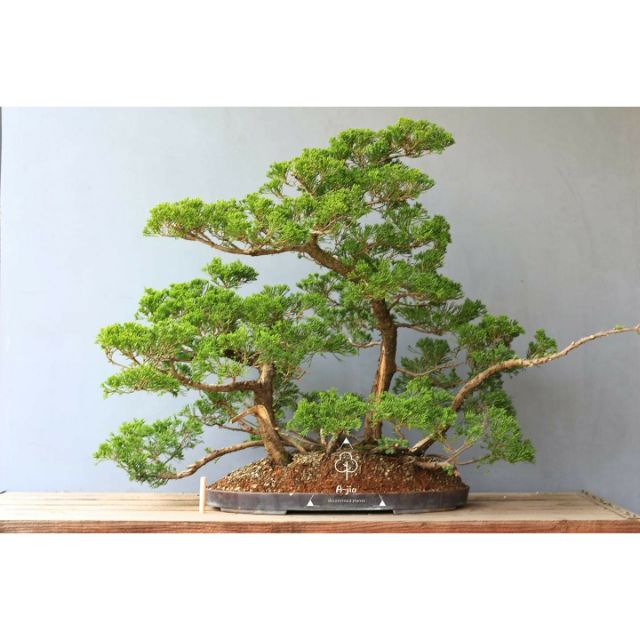 台灣真柏 連根多幹式 Bonsai 大品盆栽運費另計 蝦皮購物