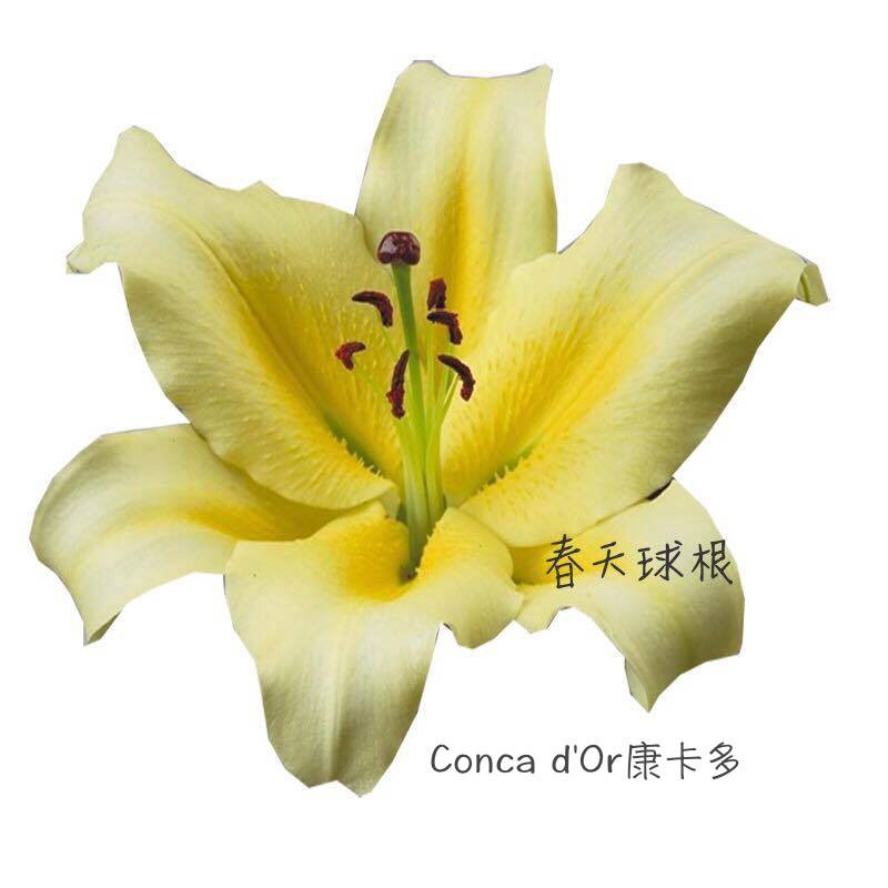 （春天球根)南半球香水百合 康卡多 Conca D’or​