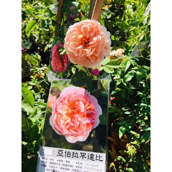 霏霏園藝蔓性玫瑰  7吋盆 700元原價1200元特價中