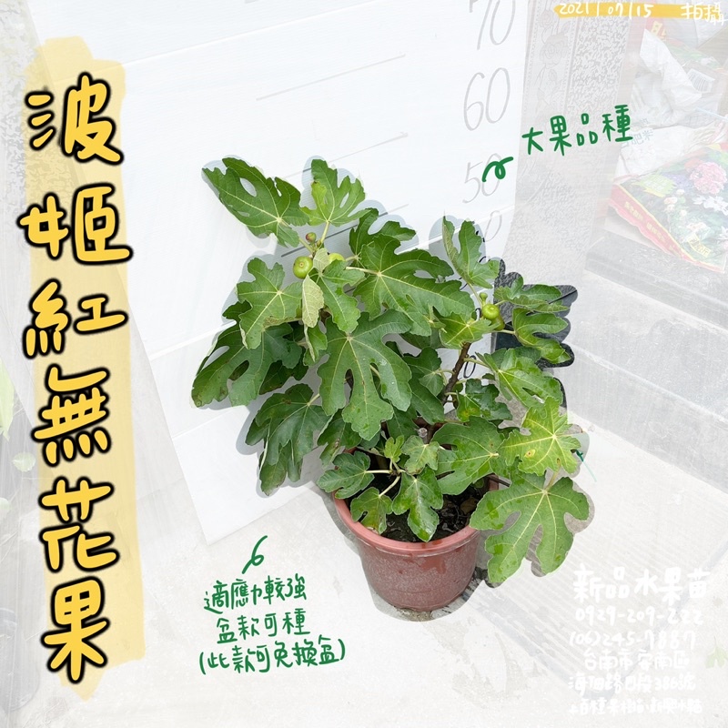 【大盆更優惠】波姬紅無花果苗（可種盆/居家種植推薦） 大果無花果 無花果苗 水果苗 扦插苗 批發 零售【新品水果苗】