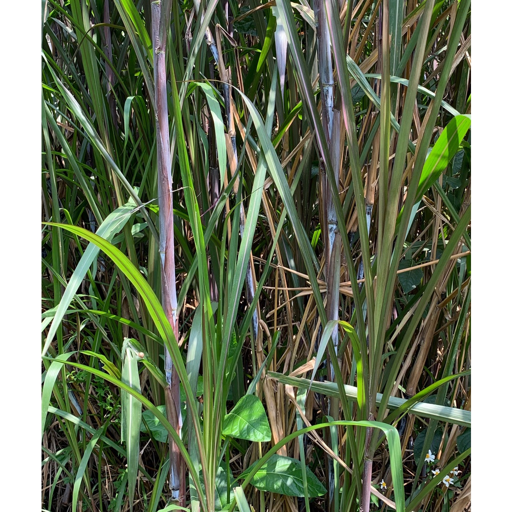 【溪·園】紫狼尾草～台畜5號～扦插枝條～裸根苗～全葉～嫩莖