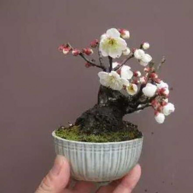 微型種子微型白鳥種子觀賞花種子超低價超高發芽率 蝦皮購物