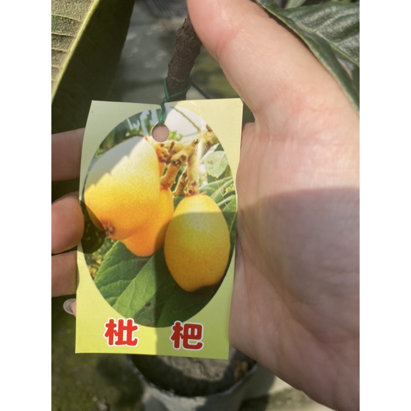《花果山🐒》 -- 枇杷 茂木品種 4.5寸盆