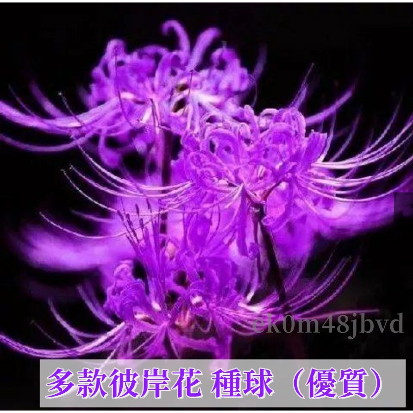 彼岸花球根的價格推薦 22年3月 比價比個夠biggo