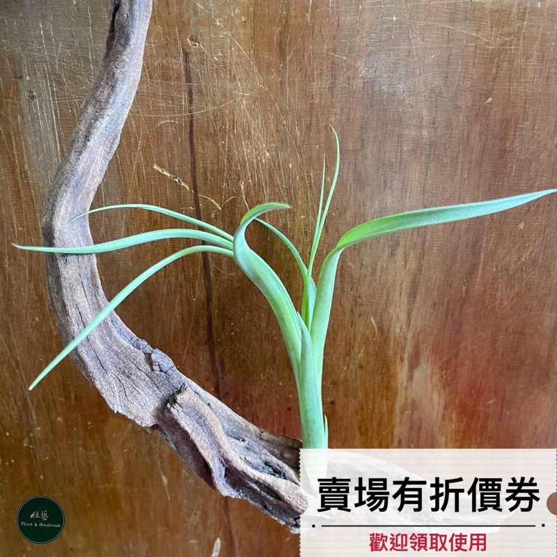 植藝-卡比柳葉型 ✧綠葉飄逸✧ T. capitata v balbisiana 卡比變異柳葉  空氣鳳梨 空鳳 空氣草