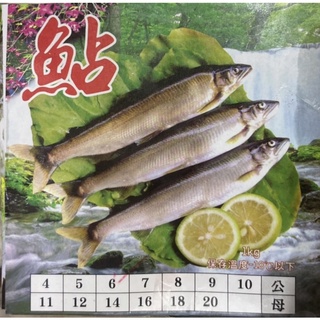 ▌黑門 ▌台灣🇹🇼 香魚 烤魚 母香魚 帶卵 無卵 海鮮 生鮮 冷凍滿3000免運
