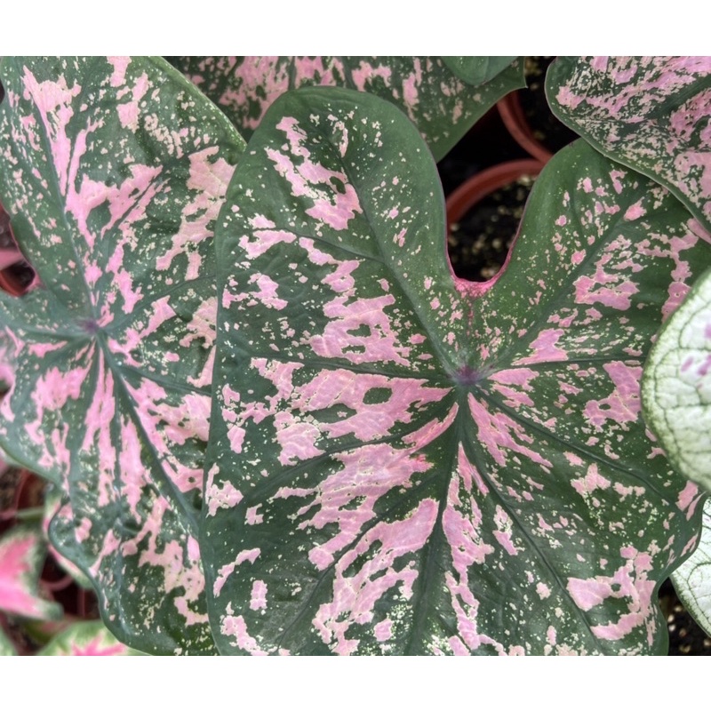佛州美人 佛州愛麗絲 彩葉芋 球根 塊根Caladium 'Florida Beauty' 3寸盆 小品 網紅 觀葉植物