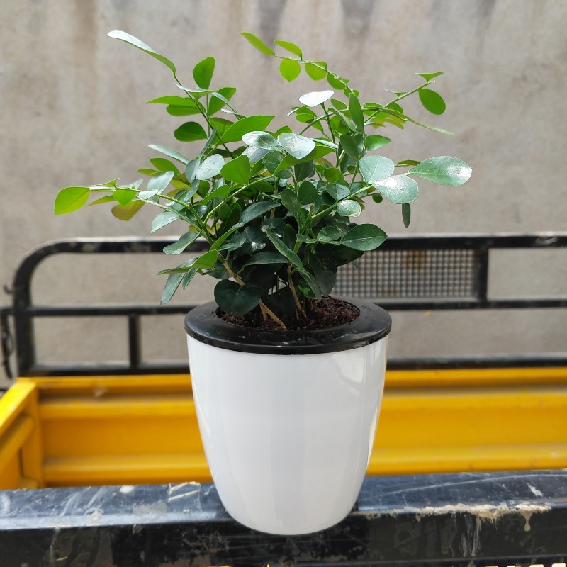 九里香觀葉植物室內盆栽室內植物水培桌上盆栽桌面盆栽綠植盆栽苔蘚微景觀小品盆栽迷你盆栽創意花盆室內綠植