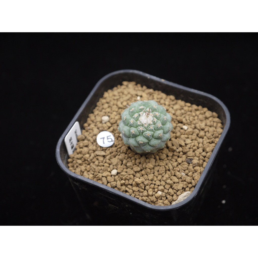 植陽光房 菊水屬菊水白花strombocactus Discifomis 實生 蝦皮購物