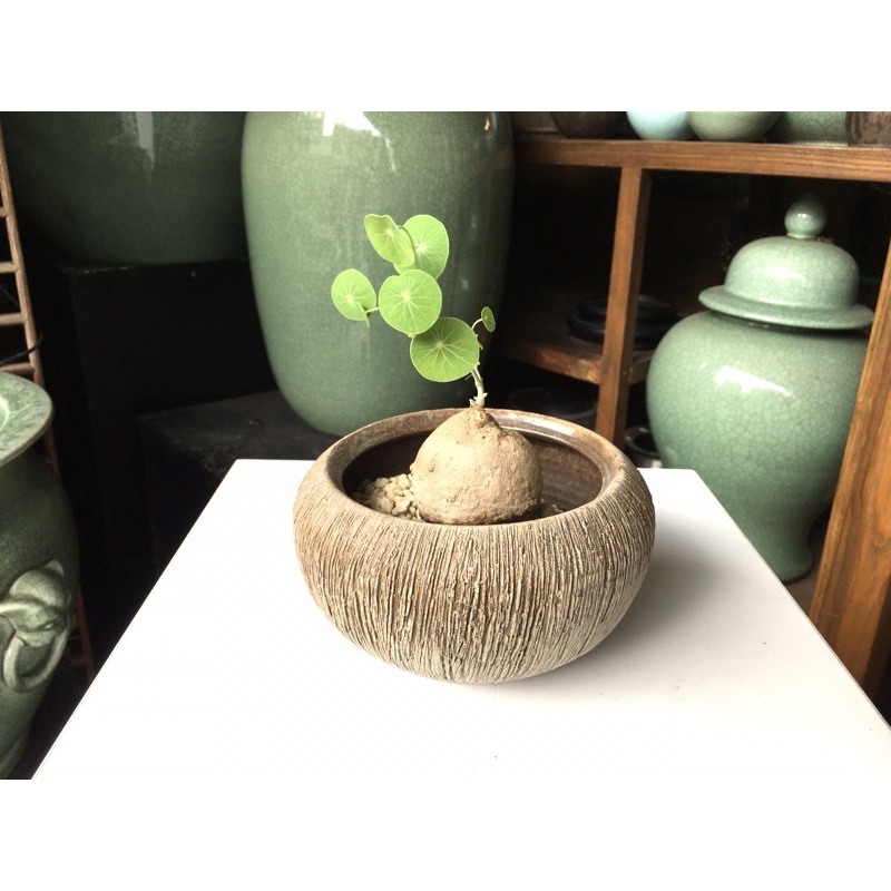 陶 缽 盆器 花盆 多肉植物 圓葉山烏龜 植缽 塊根植物 四方形盆器 龍舌蘭 椰殼造型木紋盆 多用途陶缽 現貨特價