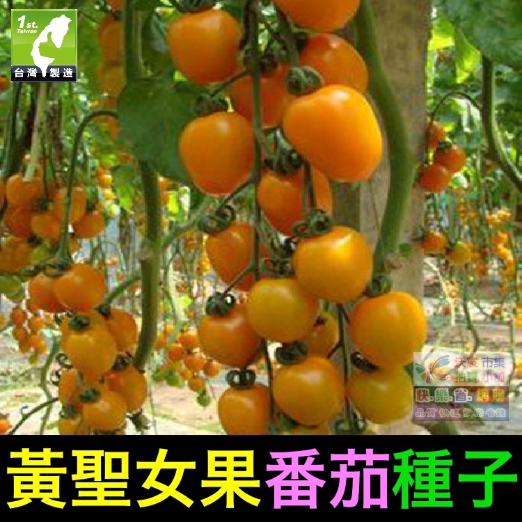 🍊㊣【我想發芽】黃聖女果番茄種子 黃蕃茄 無限生長型產量高 易栽好活 陽台盆栽 約25粒/包