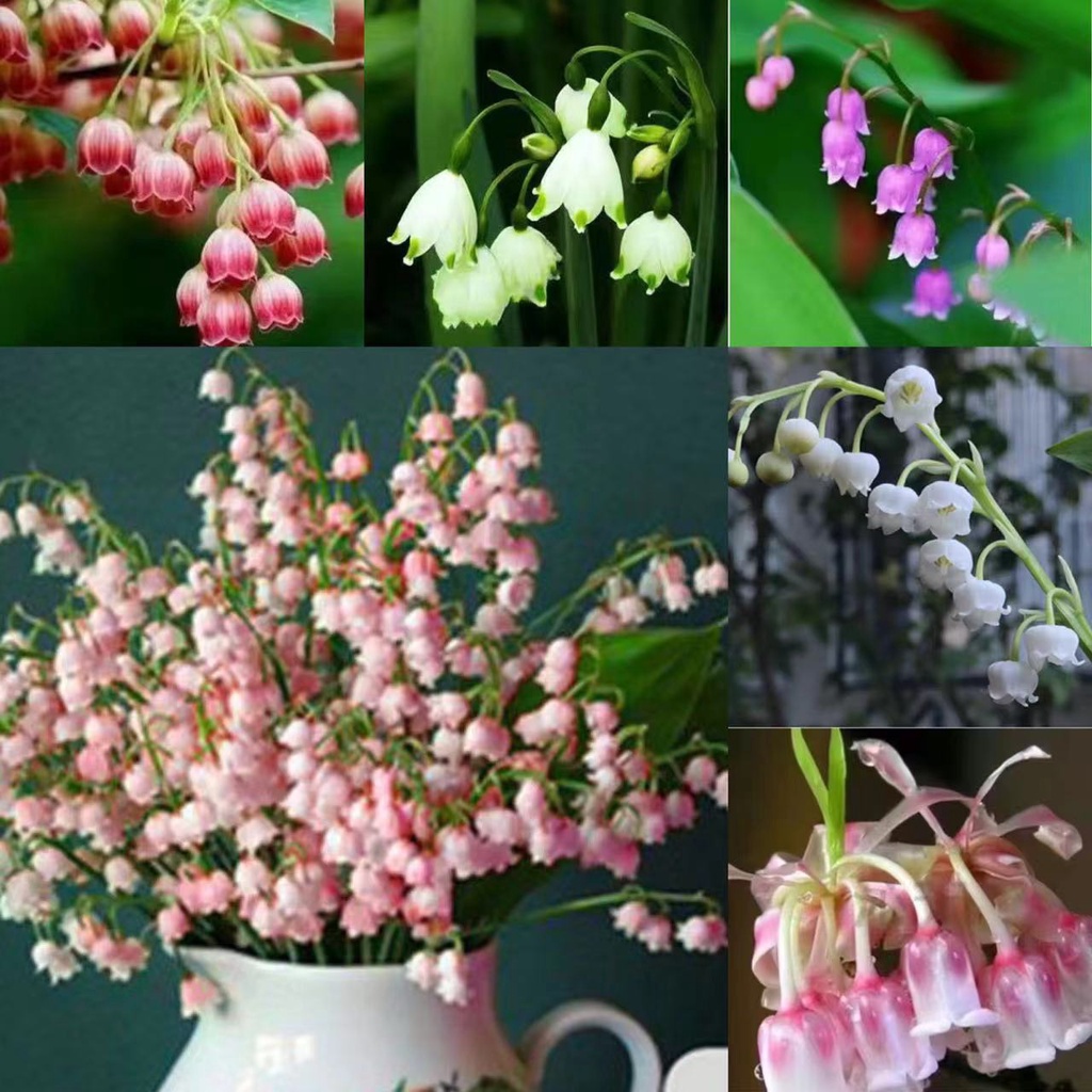 壹元一粒 頂級優質鈴蘭花鈴蘭花種子金黃鈴蘭多款鈴蘭花種子花香味濃開花鮮艷鈴蘭種根濃香小型 蝦皮購物