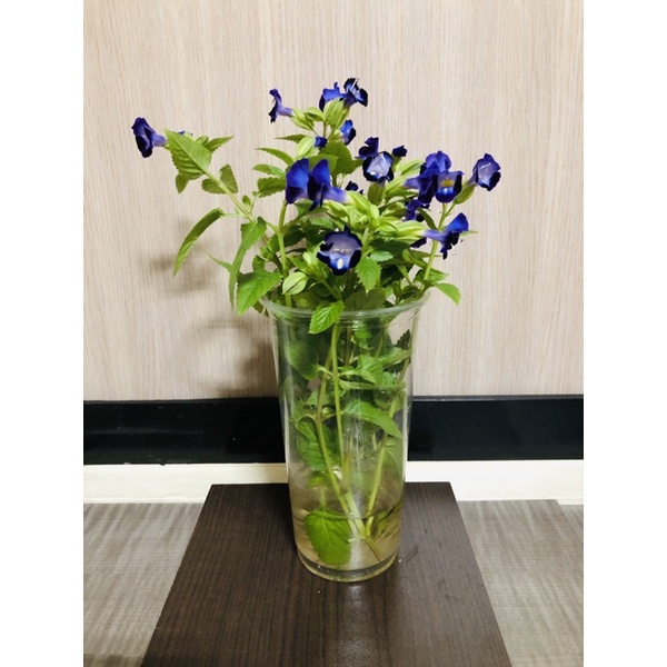 吊蘭 單藥花 夏菫 折鶴蘭 水培 水耕苗 全館購物滿199元不含運費才出貨 淨化空氣 簡單乾淨 蝦皮購物