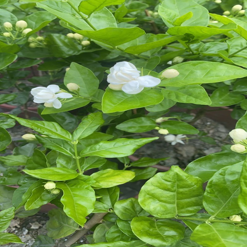【楓霖園藝】茉莉花盆栽 6吋盆 香花植物 綠籬植物
