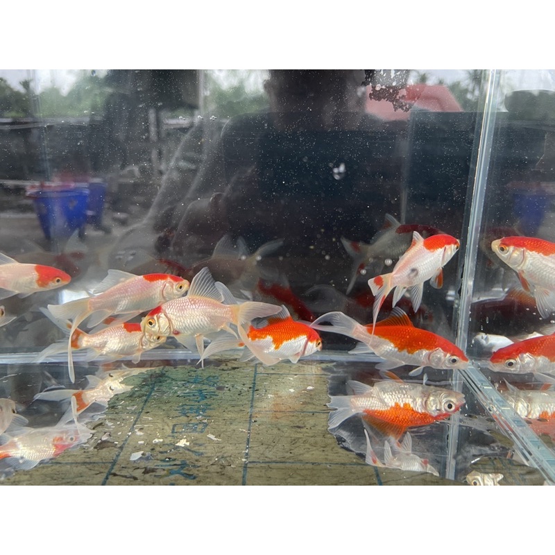 亮觀賞魚 紅白相間長尾玉如意 買10送1 模型風水魚玉如意金魚模型飼料水族模型 蝦皮購物