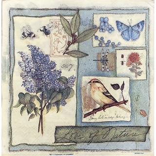 蝶古巴特蝴蝶花英文字餐巾紙 25x25cm 4 1圖 蝦皮購物