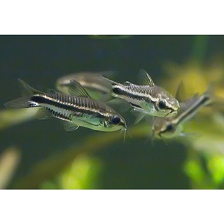 基隆魚仔鋪水族工作室 線上商店 蝦皮購物
