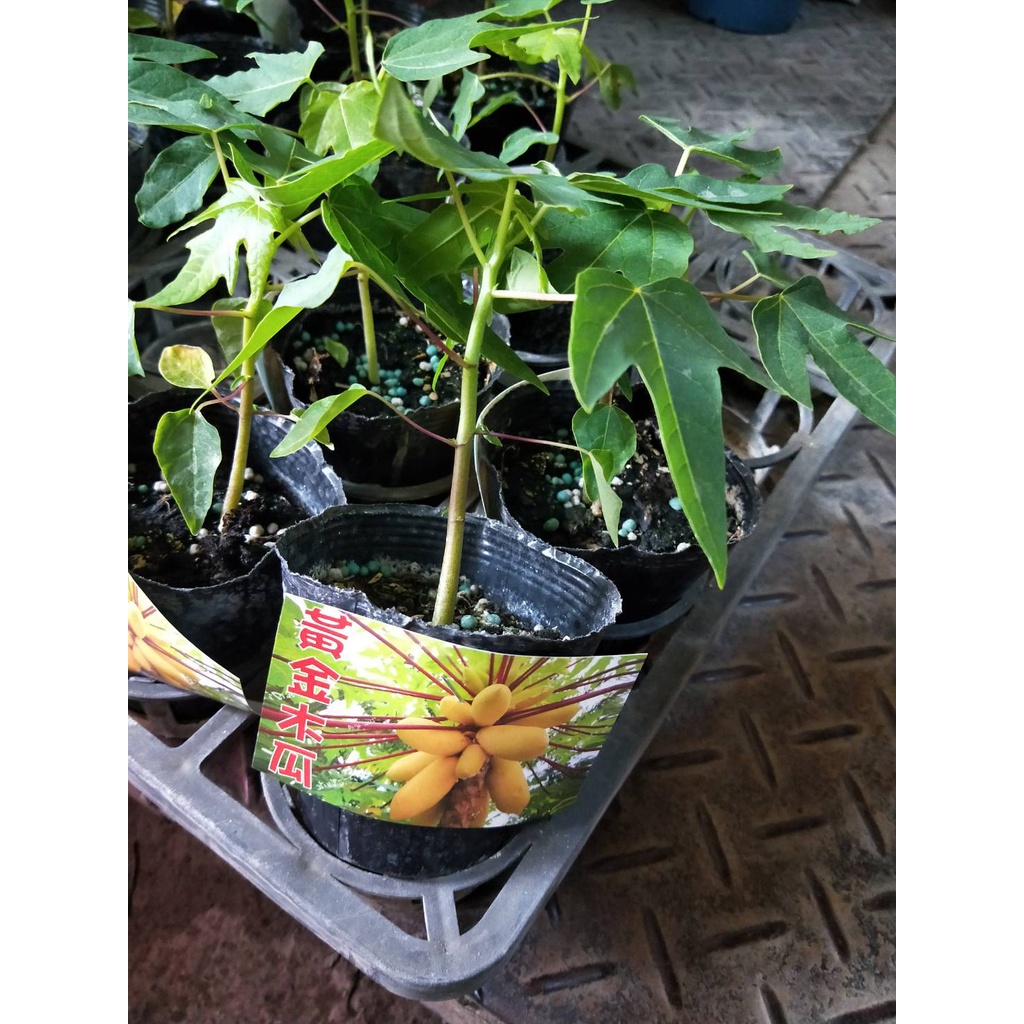 花園植物工坊♥水果苗♥黃金木瓜♥3吋盆♥高約5-15cm