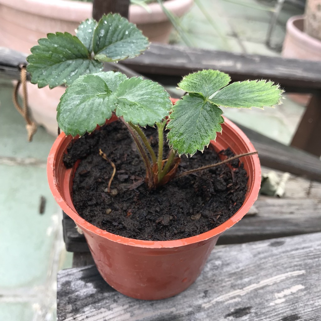無農藥草莓植株 草莓苗 草莓種植草莓小幼苗肥料已添加 艾利森の移動城堡 景觀園藝治療 小植栽 蝦皮購物