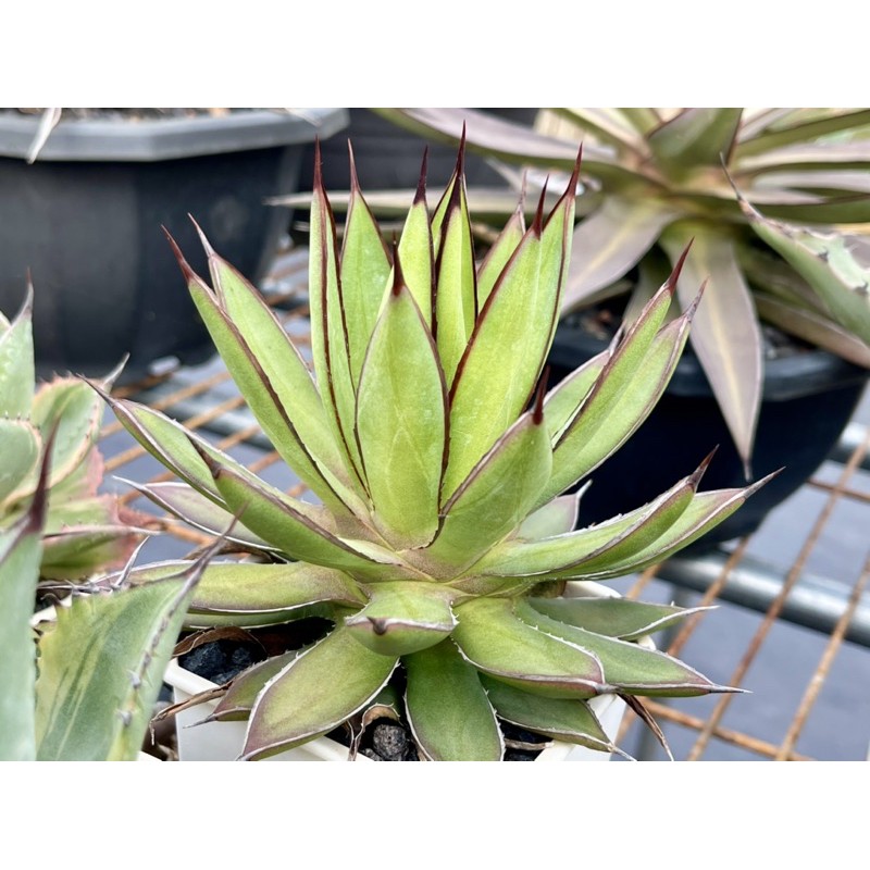 多肉植物 龍舌蘭 《瀧雷側芽》_一物一拍