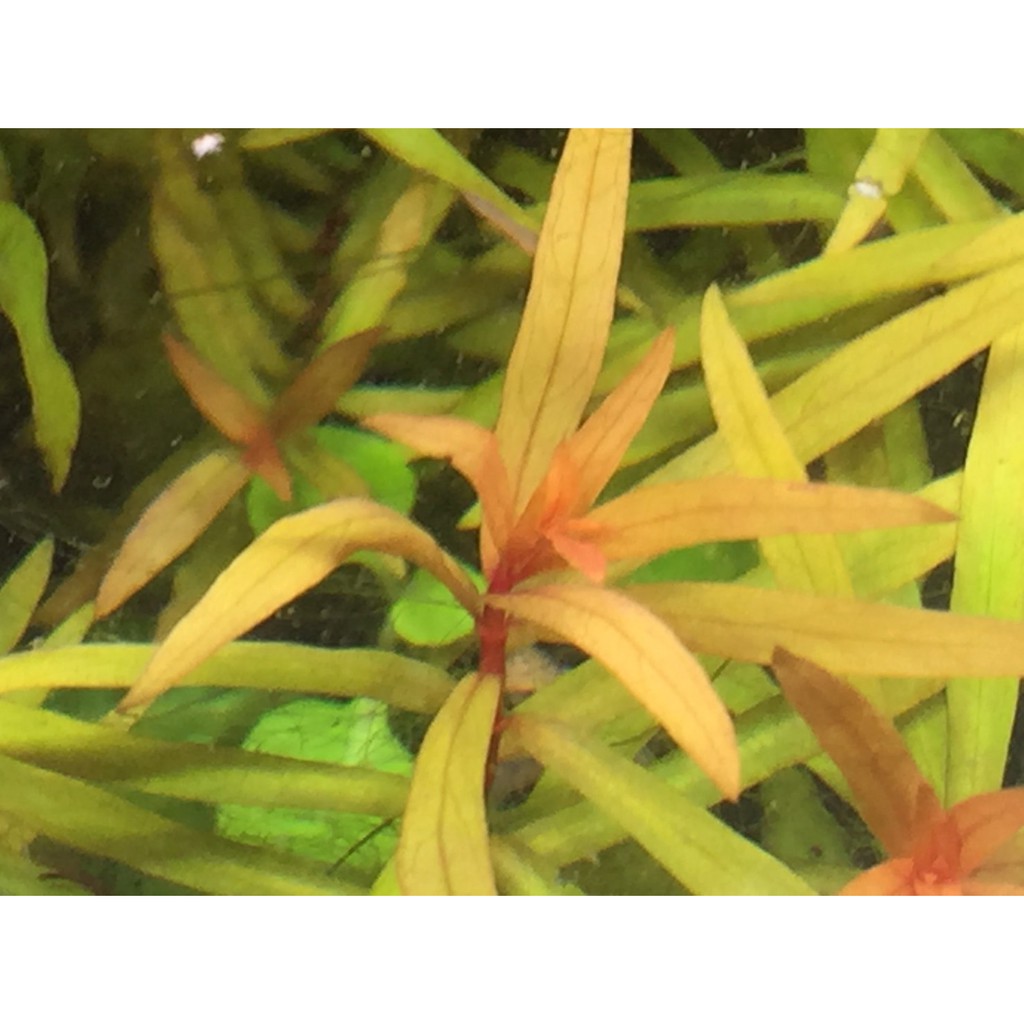 青紅葉 小紅葉 水上葉出售 元2株 蝦皮購物