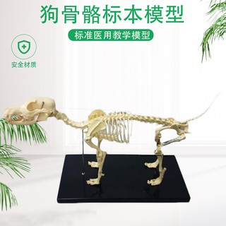 鯨魚解剖模型 優惠推薦 21年4月 蝦皮購物台灣
