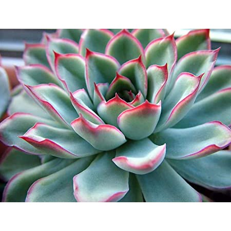 開心農元 種子 多肉植物種子花月夜echeveria Pulidonis 蝦皮購物