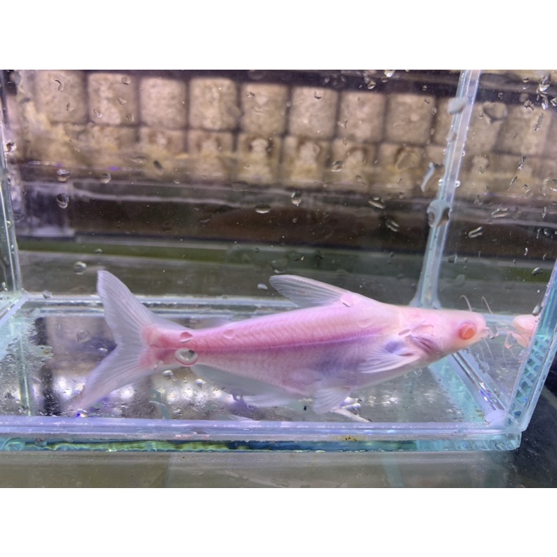 沅均水族 白子虎頭鯊 蝦皮購物