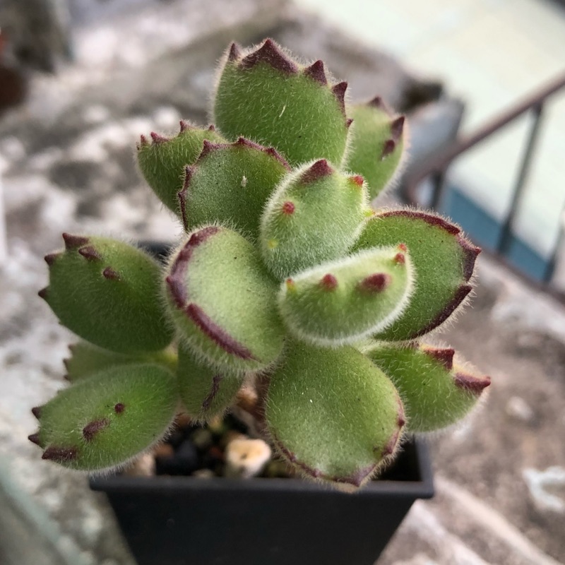 多肉植物 紅爪熊童子2 5吋 蝦皮購物