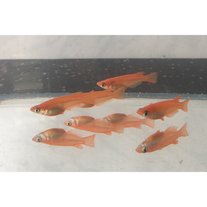 稻田魚 優惠推薦 21年6月 蝦皮購物台灣