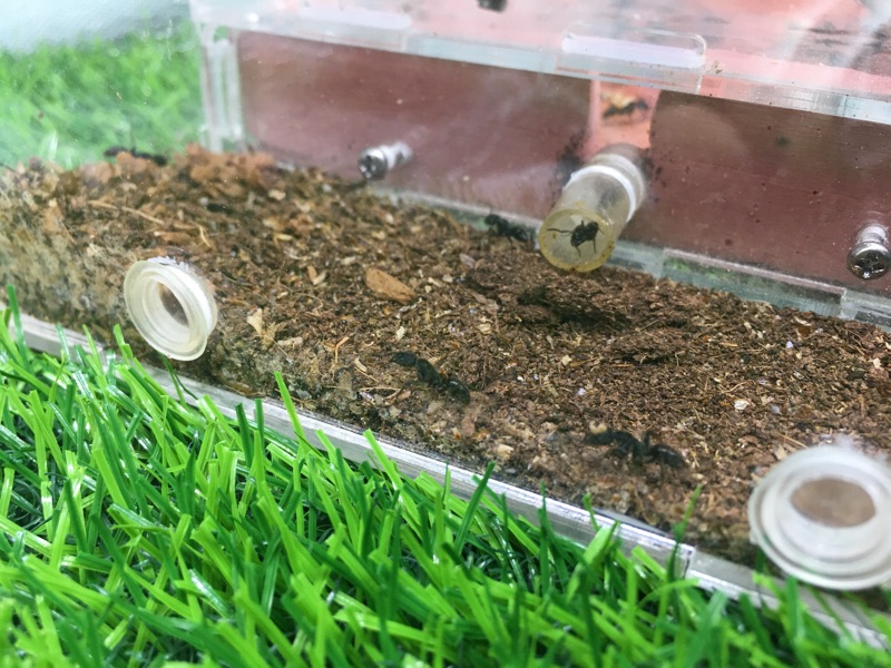 Ants Earth Ae蟻土 蝦皮購物
