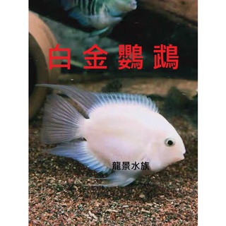 淡水觀賞魚 優惠推薦 21年11月 蝦皮購物台灣