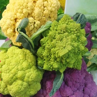 花椰菜種子 園藝植作優惠推薦 居家生活22年11月 蝦皮購物台灣