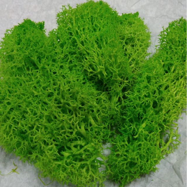 30克多色綠可選加工水草苔草moss草永生苔多肉植物 微景觀 永生花 不凋花用鋪材馴鹿水草馴鹿苔馴鹿草