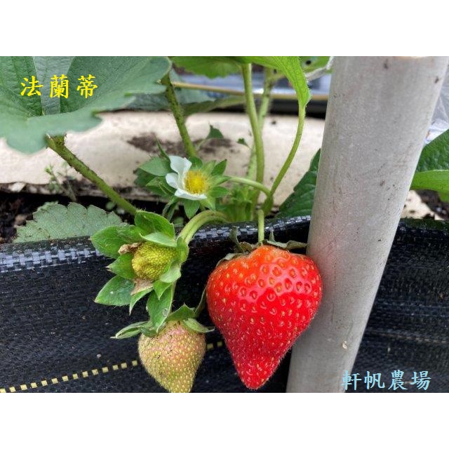 草莓苗  法蘭蒂  軒帆農場