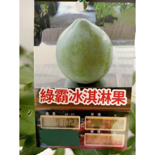 卉迎園藝 綠霸白柿冰淇淋果嫁接苗高度60公分/水果樹苗/新興果樹