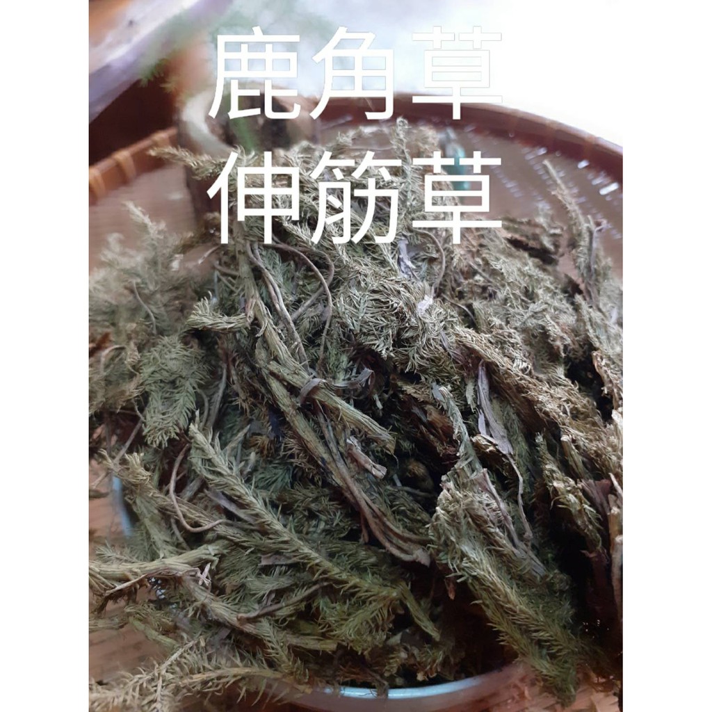 鹿角草 Ptt Dcard討論與高評價網拍商品 21年9月 飛比價格