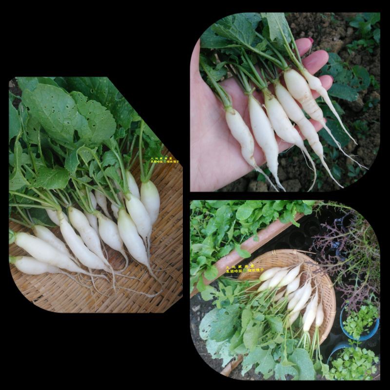 日本日大根 58 800粒 蝦皮購物
